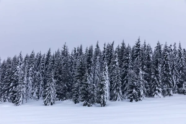 モミの木が雪に覆われた山の風景 — ストック写真