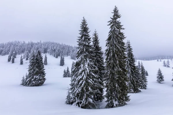 Berglandschap Met Dennen Bedekt Met Sneeuw — Stockfoto