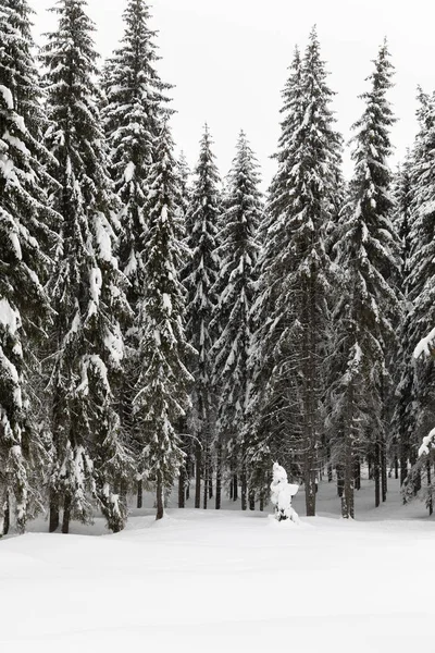 モミの木が雪に覆われた山の風景 — ストック写真