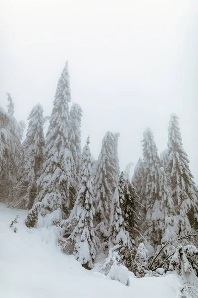 Pokryte Śniegiem Góry Krajobraz Jodły — Zdjęcie stockowe