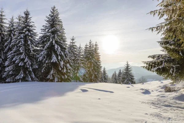 Горный Пейзаж Еловыми Деревьями Покрытыми Снегом — стоковое фото