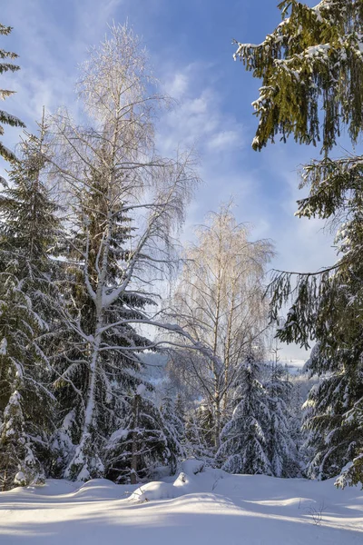 山风景与冷杉树被雪覆盖 — 图库照片