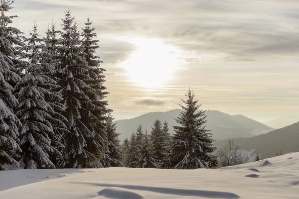 モミの木が雪に覆われた山の風景 — ストック写真