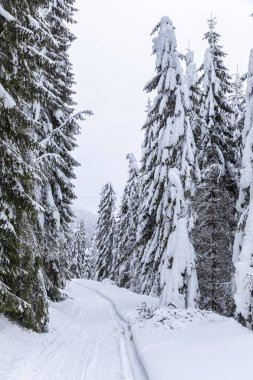 Bir çam ormanı ile kışın karlı yol ile manzara