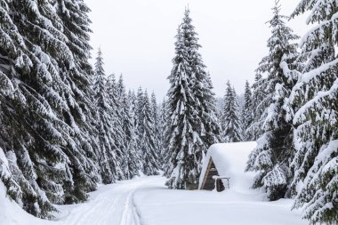 Bir çam ormanı ile kışın karlı yol ile manzara