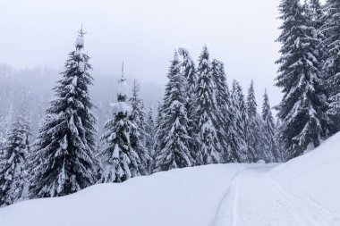 Bir çam ormanı ile kışın karlı yol ile manzara