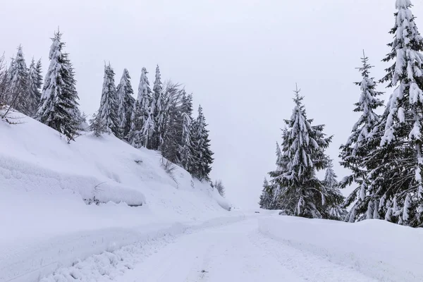 松林の中を冬に雪の多い道のある風景します — ストック写真