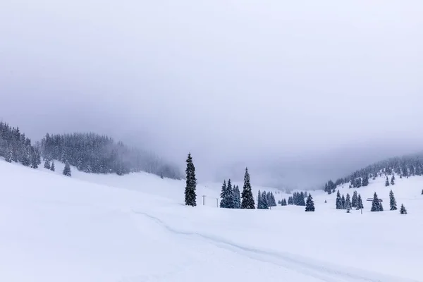 松林の中を冬に雪の多い道のある風景します — ストック写真