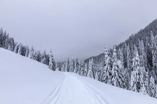 松林の中を冬に雪の多い道のある風景します — ストック写真