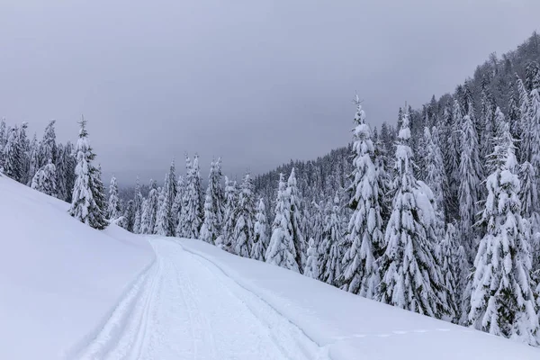 松林の中を冬に雪の多い道のある風景します — ストック写真