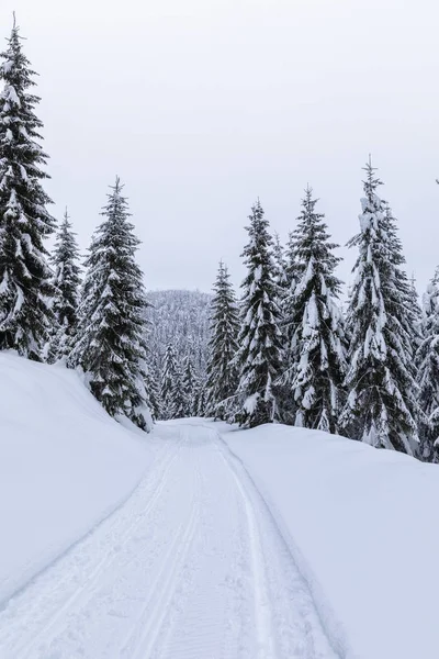 Пейзаж Снежной Дорогой Зимой Через Сосновый Лес — стоковое фото
