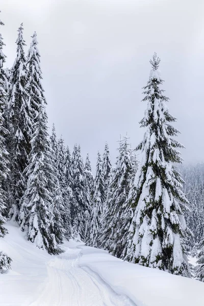 松林の中を冬に雪の多い道のある風景します — ストック写真