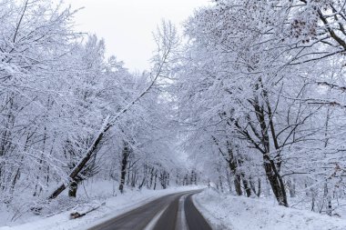 Yolun kar arasında ormandaki ağaçlar kışın kaplı.