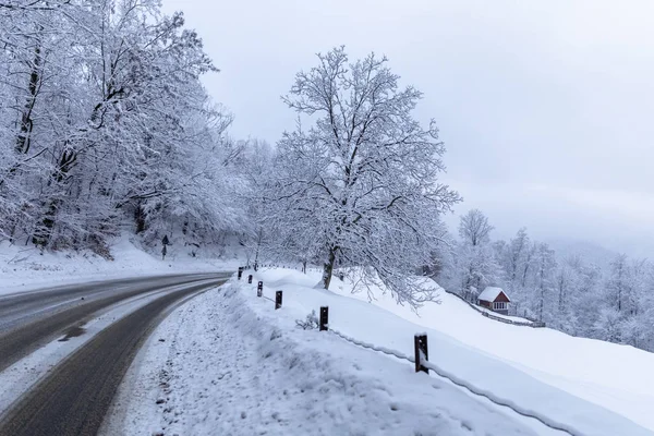 Yolun Kar Arasında Ormandaki Ağaçlar Kışın Kaplı — Stok fotoğraf