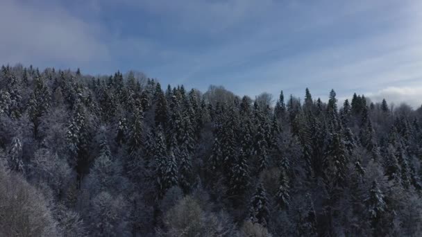 Drone Riprese Alberi Innevati Natura Bella Inverno Europa Aerea Foresta — Video Stock