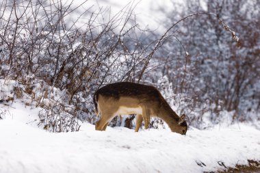 Alageyik bir kış ortamda