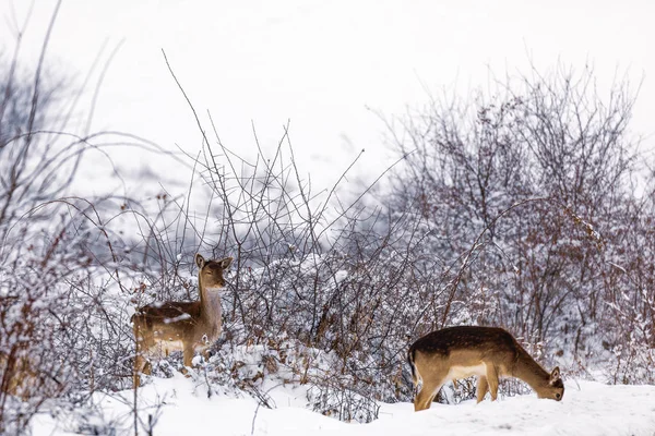 Veado raso em um cenário de inverno — Fotografia de Stock