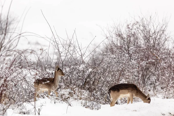 Jachère de cerf dans un cadre hivernal — Photo