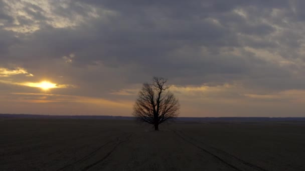 Disparo Aéreo Orbitando Árbol Solitario Atardecer — Vídeos de Stock