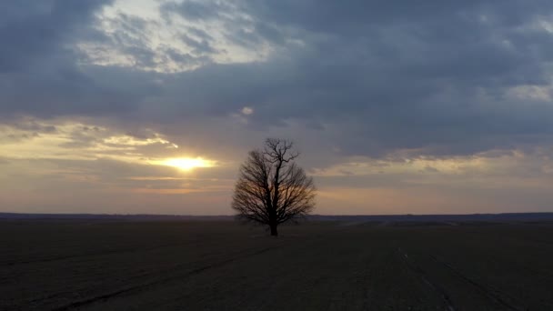 Letecký Záběr Orbitě Osamělý Strom Při Západu Slunce — Stock video