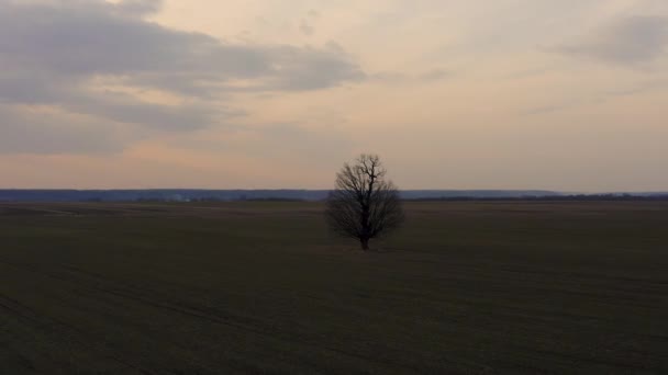 Luftaufnahme Die Einen Einsamen Baum Bei Sonnenuntergang Umkreist — Stockvideo