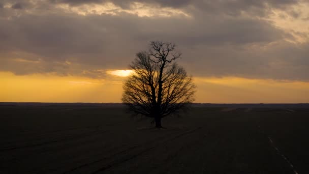 日落时空中拍摄绕一棵孤零零的树运行 — 图库视频影像