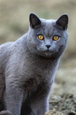 Dışarıda, bahçede yalan gri İngiliz kedi