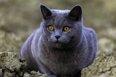 Dışarıda, bahçede yalan gri İngiliz kedi