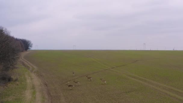 Gruppo Cervi Maschi Che Corrono Nel Prato Erboso — Video Stock