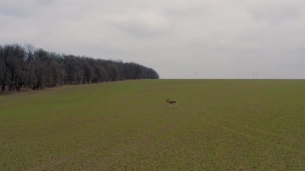 Ciervo Macho Corriendo Pradera Cubierta Hierba — Vídeos de Stock