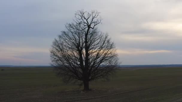 Disparo Aéreo Orbitando Árbol Solitario Atardecer — Vídeos de Stock