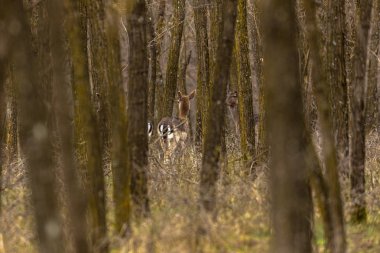 Karaca (Capreolus capreolus) beslenme s bir meşe ormanı