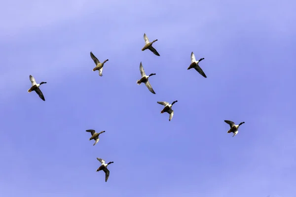 Gran grupo de patos volando en formación en el cielo azul —  Fotos de Stock