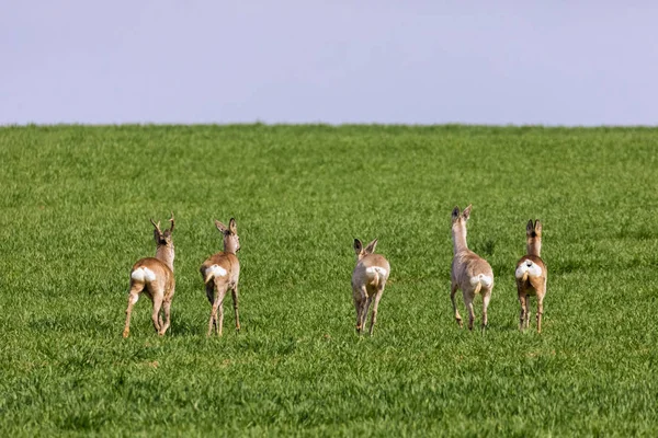 A Flock of deer with summer grazing on green grass field — Stock Photo, Image