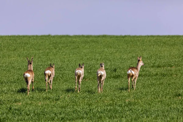 A Flock of deer with summer grazing on green grass field — Stock Photo, Image