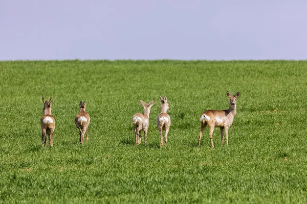 A Flock of deer with summer grazing on green grass field — Stock Photo, Image