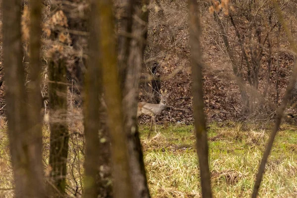 Sarna (Capreolus capreolus) w las dębowy o karmienia s — Zdjęcie stockowe