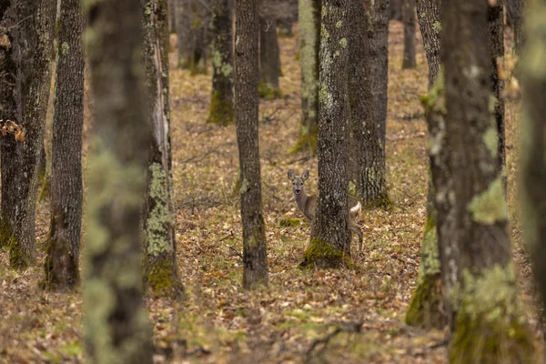 Косуля (Capreolus capreolus) в дубовом лесу во время кормления — стоковое фото