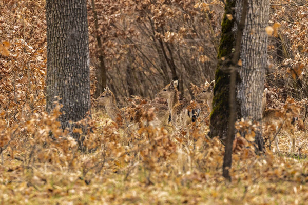 Roe deer (Capreolus capreolus) in an oak forest at the feeding s