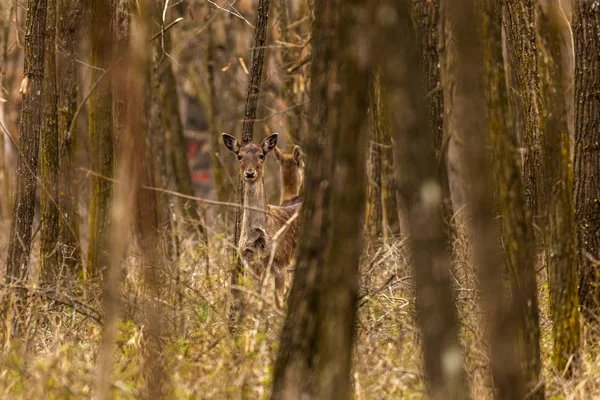 Ciervo (Capreolus capreolus) en un bosque de robles en la zona de alimentación — Foto de Stock