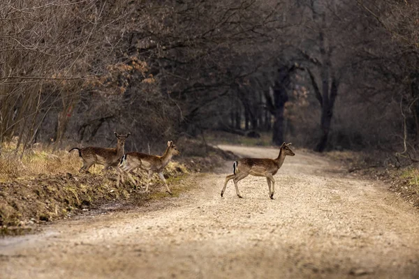 Roe deer (Capreolus capreolus) in an oak forest at the feeding s — Stock Photo, Image