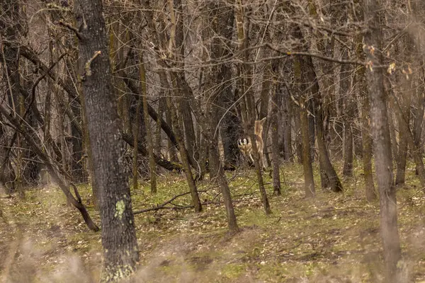 Sarna (Capreolus capreolus) w las dębowy o karmienia s — Zdjęcie stockowe