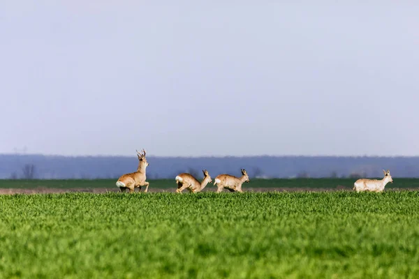 A Flock of deer with summer grazing on green grass field — Stock Photo, Image