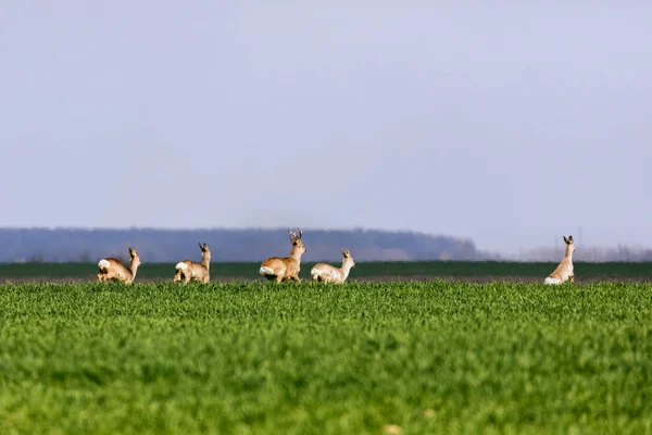 Стая оленей с летним пастбищем на зеленой траве — стоковое фото