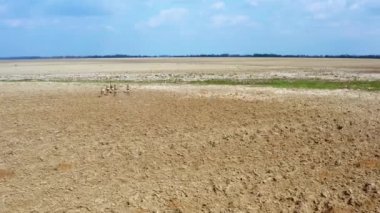 Büyük bir geyik, erkek ve kadın sürüsü, İlkbahar sırasında bir saha çiftliğinde drone 'lar çekildi