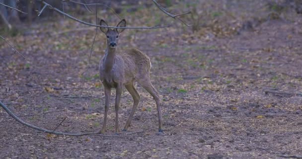 トウモロコシの雌の鹿を餌に 地面にこぼした — ストック動画
