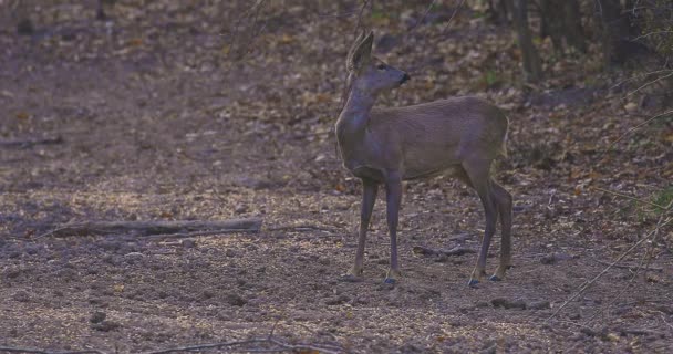 トウモロコシの雌の鹿を餌に 地面にこぼした — ストック動画