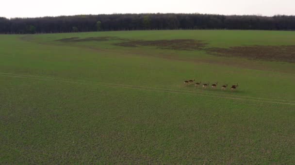 春の間 野原の農場で無人偵察機から撮影された鹿 メスの群れ — ストック動画