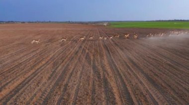 Büyük bir geyik, erkek ve kadın sürüsü, İlkbahar sırasında bir saha çiftliğinde drone 'lar çekildi