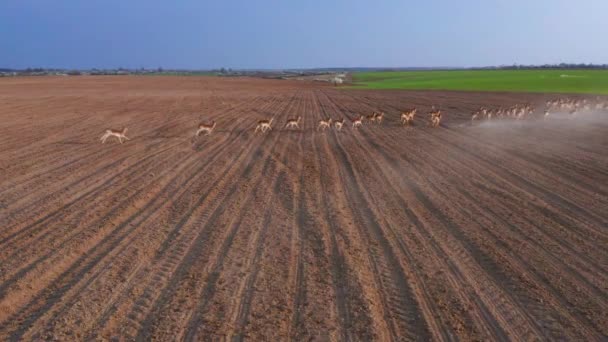 Een Grote Kudde Herten Mannetjes Vrouwtjes Gefilmd Van Drones Een — Stockvideo